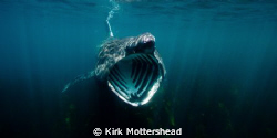 Basking sharks are truly amazing animals. We know so litt... by Kirk Mottershead 